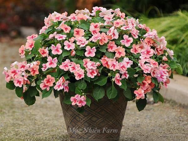  Hoa ngọc thảo cam đơn 243 