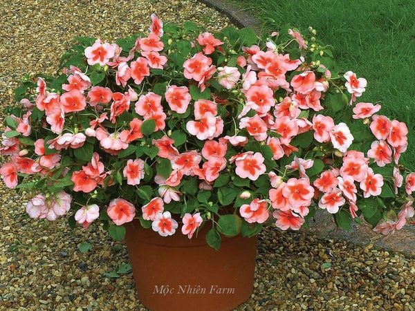  Hoa ngọc thảo cam đơn 243 