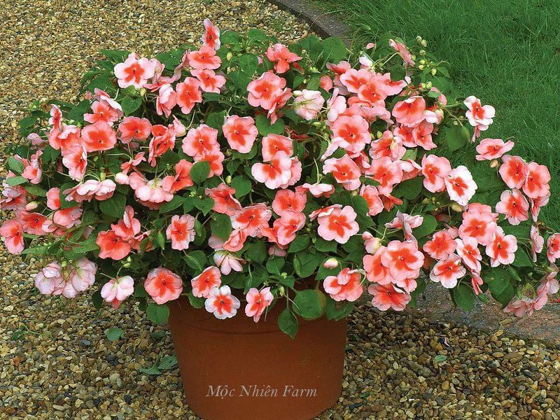  Hoa ngọc thảo cam đơn 243 