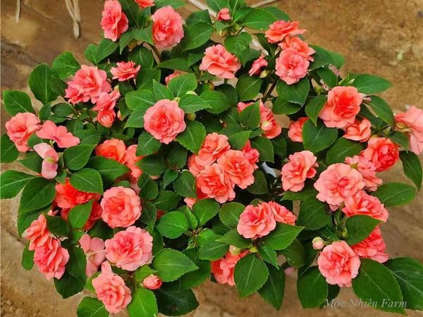  Hoa ngọc thảo cam kép B1 