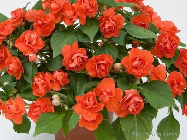  Hoa ngọc thảo cam kép B1 