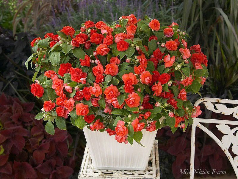  Hoa ngọc thảo cam kép B1 