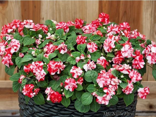  Hoa ngọc thảo đỏ kép M1 