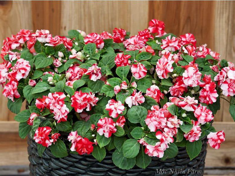  Hoa ngọc thảo đỏ kép M1 