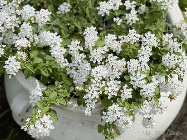  Hoa ngũ sắc trắng rủ A1 