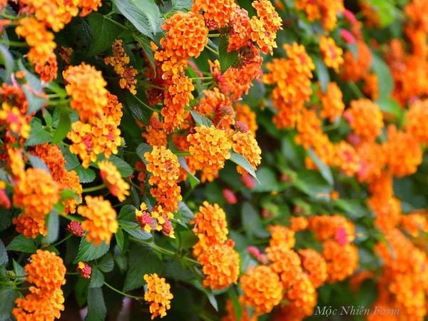  Hoa ngũ sắc cam đứng B1 