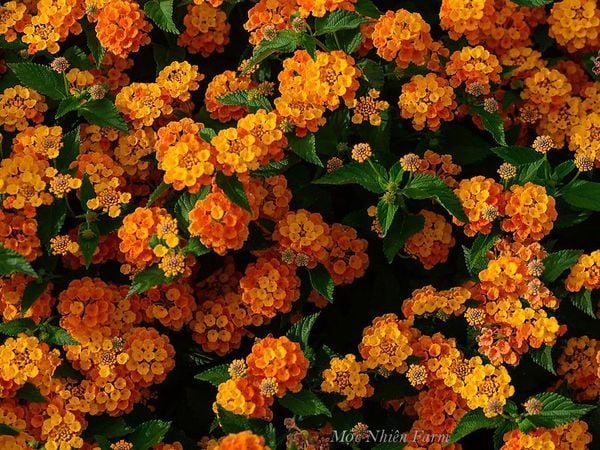  Hoa ngũ sắc cam đứng B1 