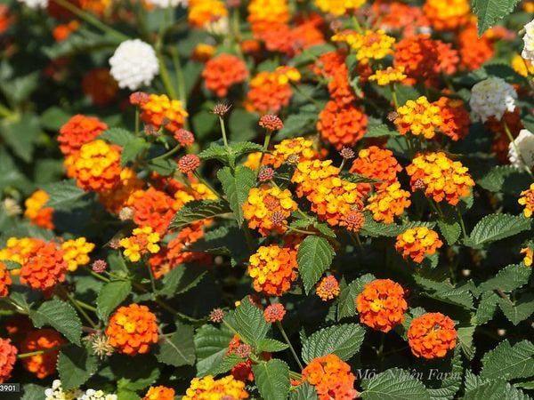  Hoa ngũ sắc cam đứng B1 