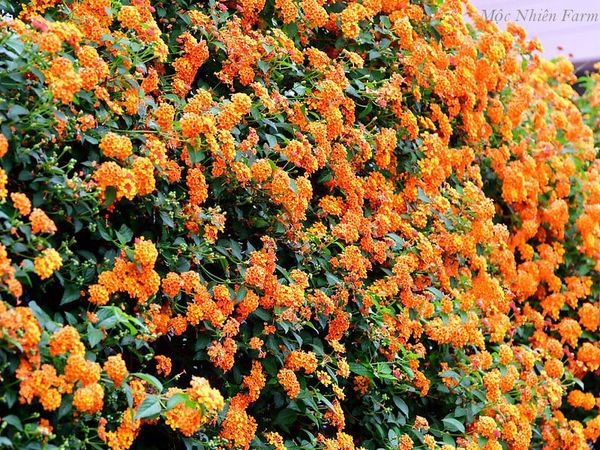  Hoa ngũ sắc cam đứng B1 