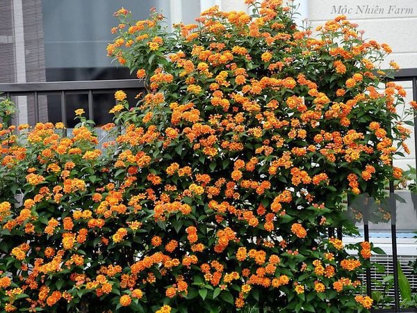  Hoa ngũ sắc cam đứng B1 