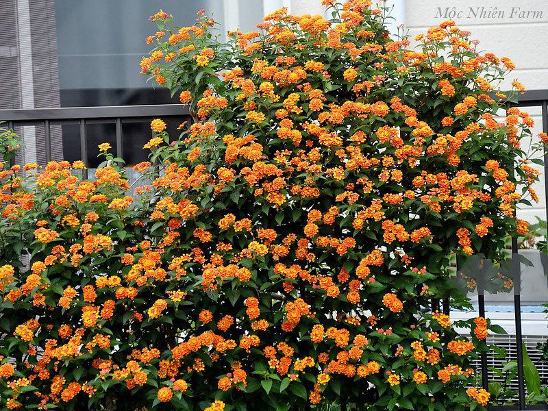  Hoa ngũ sắc cam đứng B1 