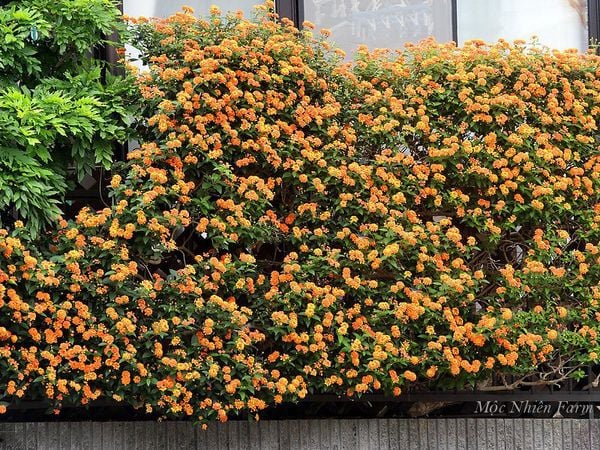  Hoa ngũ sắc cam đứng B1 