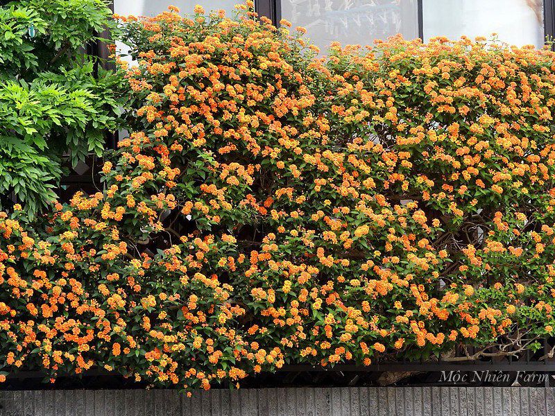  Hoa ngũ sắc cam đứng B1 