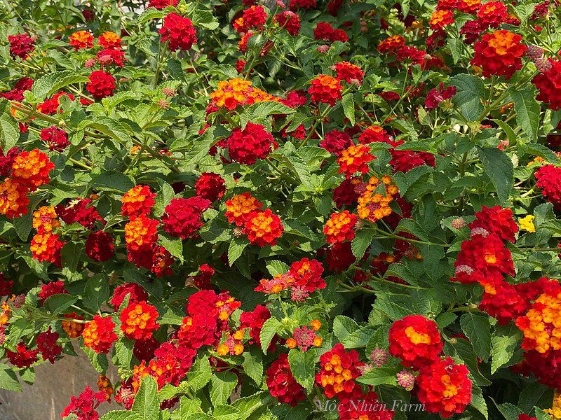  Hoa ngũ sắc đỏ đứng E1 