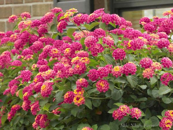  Hoa ngũ sắc hồng rủ H1 