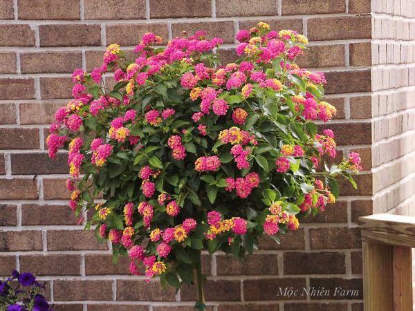  Hoa ngũ sắc hồng rủ H1 