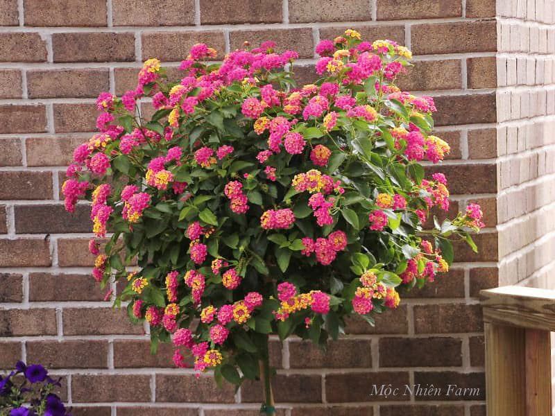  Hoa ngũ sắc hồng rủ H1 