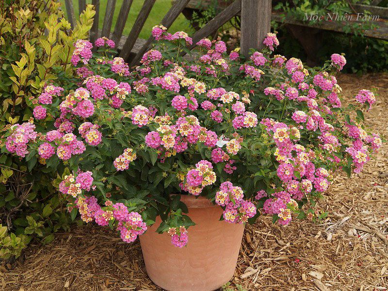  Hoa ngũ sắc hồng rủ L1 