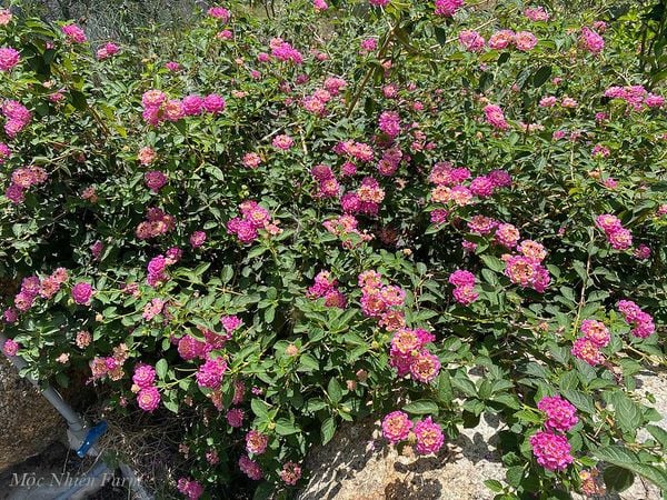  Hoa ngũ sắc hồng rủ L1 