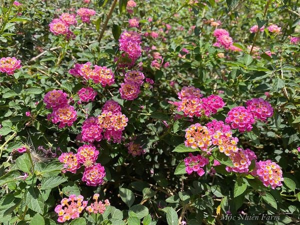  Hoa ngũ sắc hồng rủ L1 