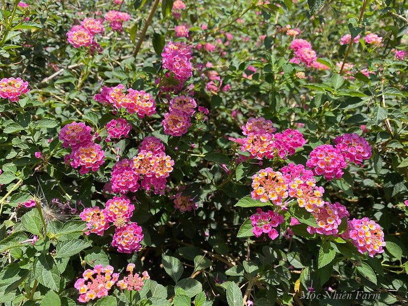  Hoa ngũ sắc hồng rủ L1 