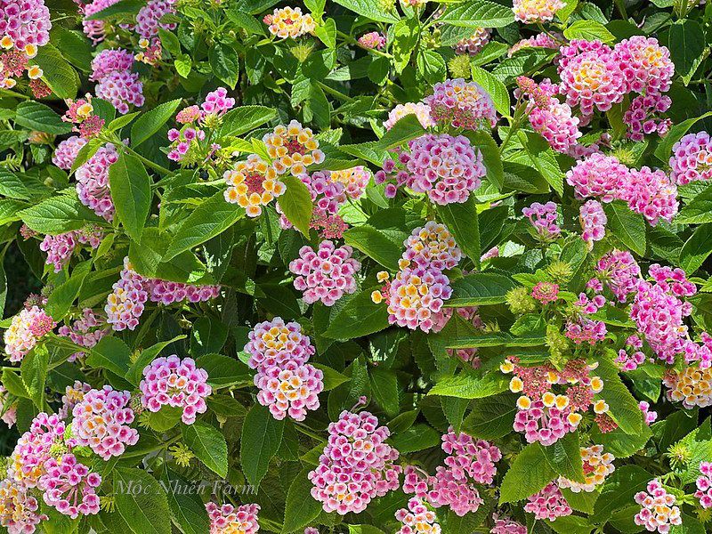  Hoa ngũ sắc hồng rủ M1 