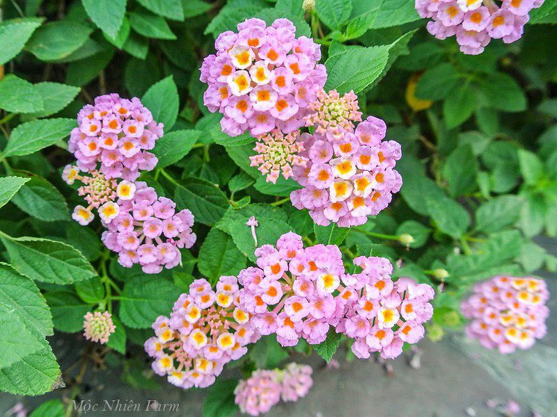  Hoa ngũ sắc hồng rủ M1 