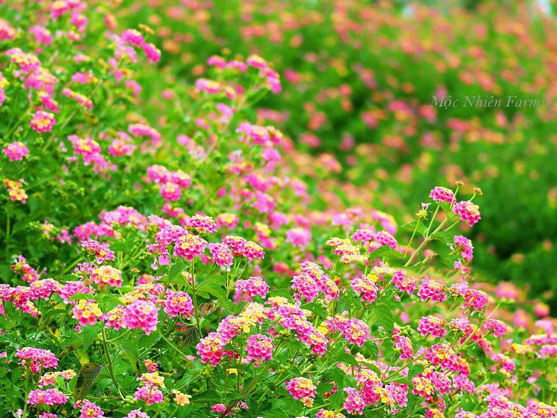  Hoa ngũ sắc hồng đứng X1 