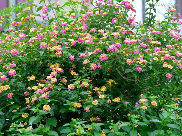  Hoa ngũ sắc hồng đứng X1 