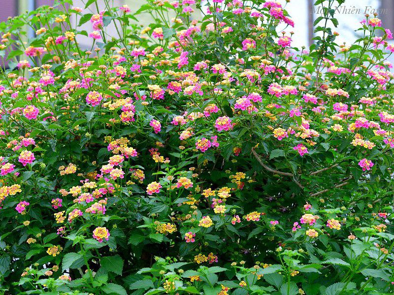  Hoa ngũ sắc hồng đứng X1 