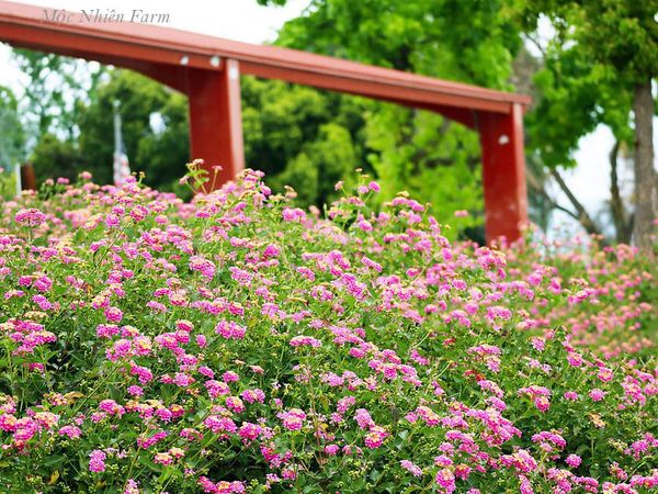  Hoa ngũ sắc hồng đứng X1 