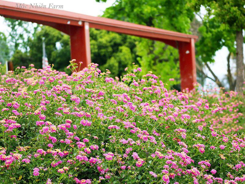  Hoa ngũ sắc hồng đứng X1 