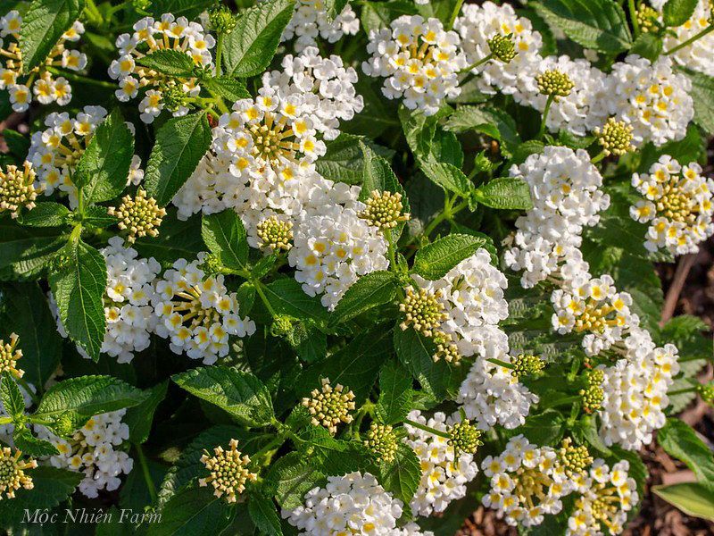  Hoa ngũ sắc trắng rủ N1 