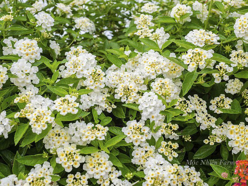  Hoa ngũ sắc trắng rủ N1 