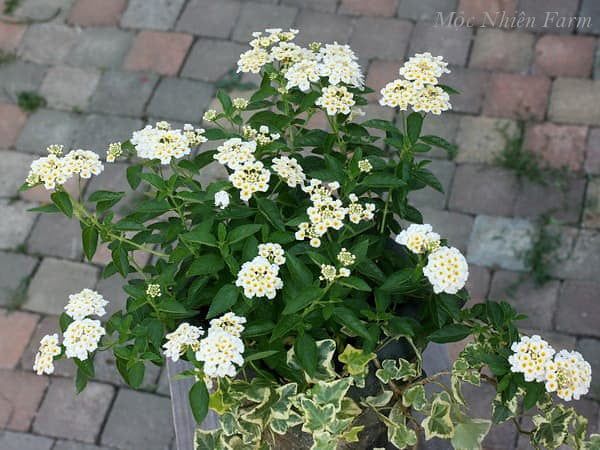  Hoa ngũ sắc trắng rủ N1 