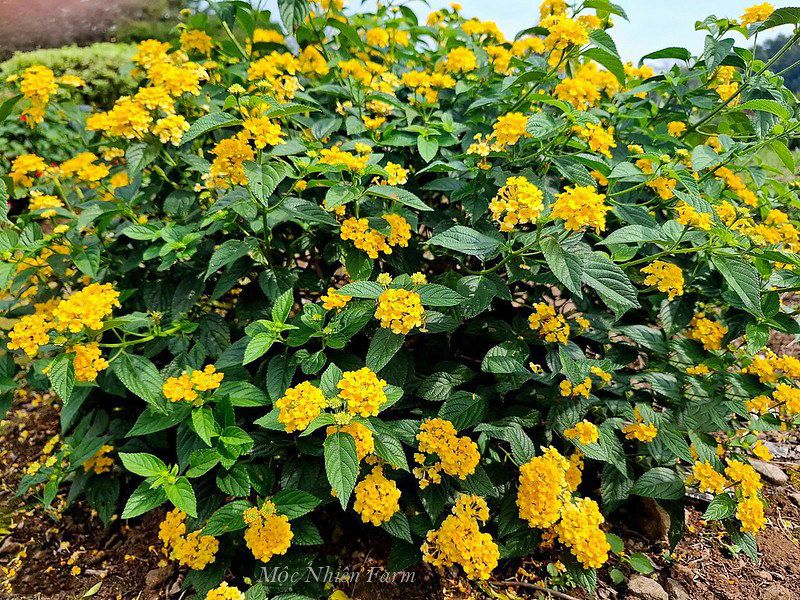  Hoa ngũ sắc vàng đứng Q1 