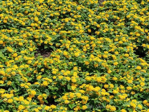  Hoa ngũ sắc vàng đứng Q1 