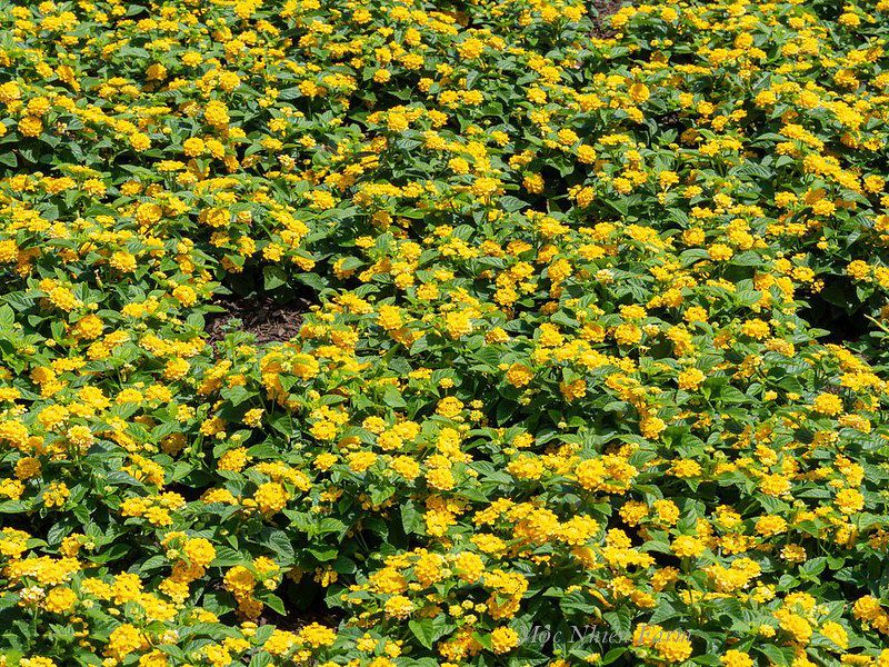  Hoa ngũ sắc vàng đứng Q1 