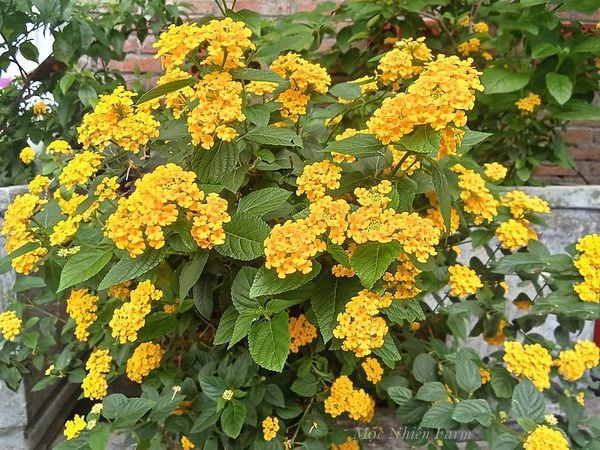  Hoa ngũ sắc vàng đứng Q1 