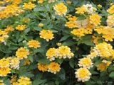  Hoa ngũ sắc vàng rủ S1 
