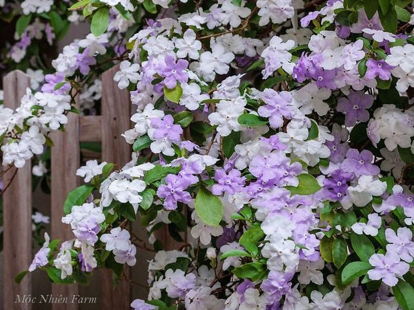  Hoa nhài Nhật (lài Nhật) F1 