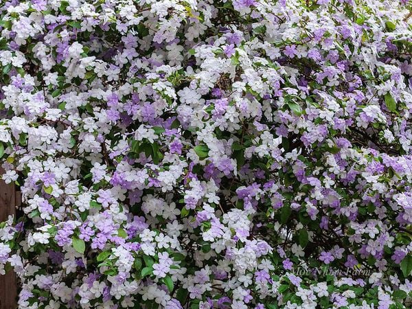  Hoa nhài Nhật (lài Nhật) F1 