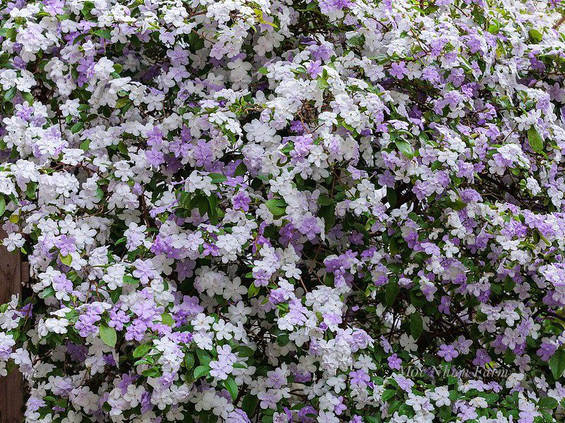  Hoa nhài Nhật (lài Nhật) F1 