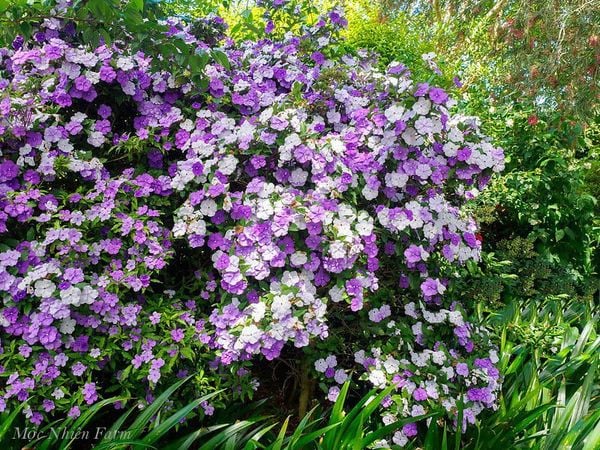  Hoa nhài Nhật (lài Nhật) F1 