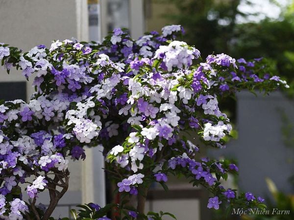  Hoa nhài Nhật (lài Nhật) F1 