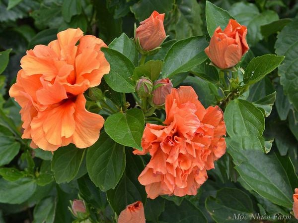  Hoa râm bụt cam kép U1 