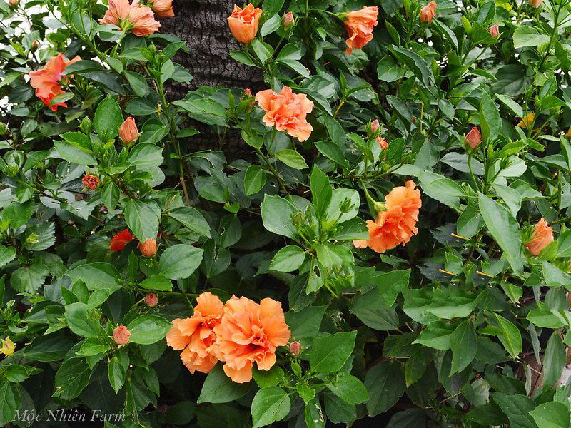  Hoa râm bụt cam kép U1 