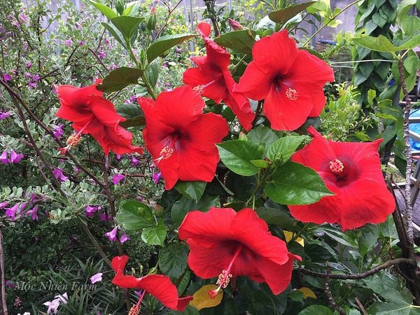  Hoa râm bụt đỏ đơn D1 