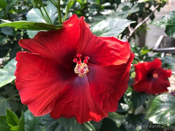  Hoa râm bụt đỏ đơn D1 