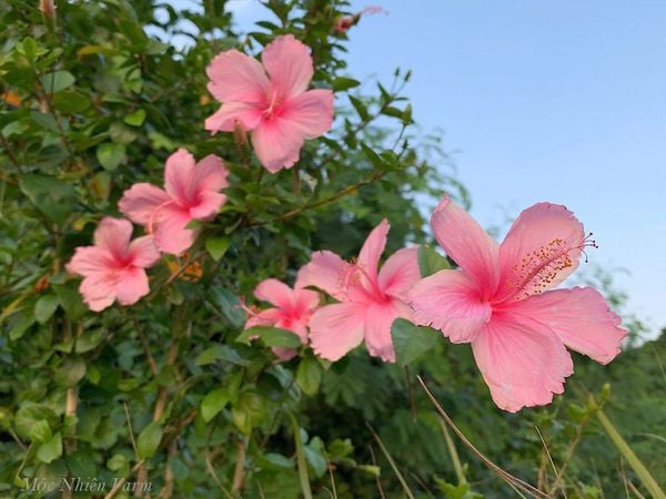  Hoa râm bụt hồng đơn H1 